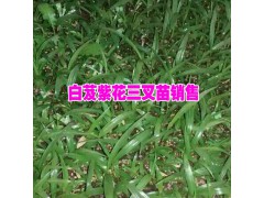白芨種子直播育苗技術公司&云南白芨種苗價格#白芨育苗技術圖2
