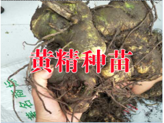 黃精種植成本收益分析資料|云南黃精種植哪里專業?圖2