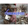 大理白芨種植供應(yīng)商#云南白芨價格廠家_云南白芨苗銷售
