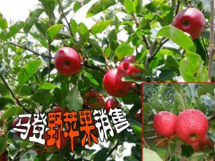 云南野蘋果銷售供應(yīng)商◆云南野蘋果怎么樣?圖1