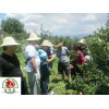 軟籽石榴多少錢(qián)一株？攀枝花軟籽石榴價(jià)格是多少？