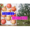 云南軟籽石榴苗哪里好價格便宜?