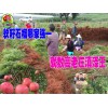 云南哪里有軟籽石榴樹苗廠家#今日軟籽石榴樹苗價格