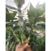 鄭州富貴竹批發(fā)市場(chǎng)#哪里批發(fā)富貴竹便宜？