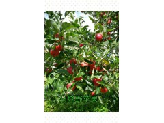 馬登野蘋(píng)果特點(diǎn):品質(zhì)優(yōu)、口感好圖2