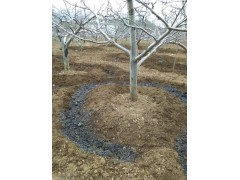 馬登野蘋(píng)果特點(diǎn):品質(zhì)優(yōu)、口感好圖3