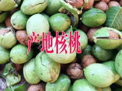 云南板栗價格◆云南核桃多少錢一斤◆云南核桃批發市場圖2