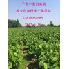供應農桑14號嫁接桑苗、雜交桑苗。