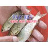 叉尾魚(yú)價(jià)格|叉尾魚(yú)苗批發(fā)◆ 草龜、蘇卡達(dá)龜、佛龜養(yǎng)殖技術(shù)