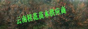 桂花樹栽培技術(shù)#桂花多少錢一株