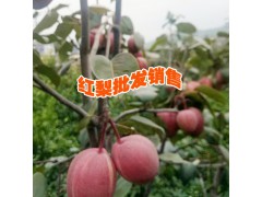 楚雄水果供應商#云南紅梨種植基地批發廠家價格圖3