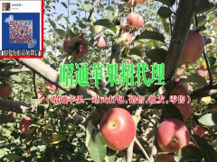 蘋(píng)果產(chǎn)地在哪里#云南蘋(píng)果數(shù)昭通好圖2