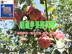 蘋(píng)果產(chǎn)地在哪里#云南蘋(píng)果數(shù)昭通好圖3