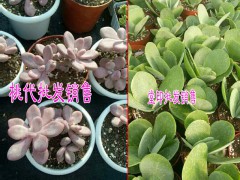 多肉植物哪里報價低Z&多肉批發(fā)哪里便宜@圖2