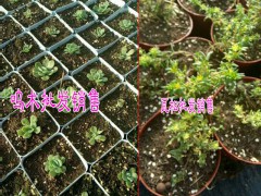 多肉植物哪里報價低Z&多肉批發(fā)哪里便宜@圖1
