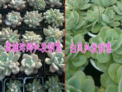多肉批發哪里便宜|姐妹園藝多肉植物產品供應信息圖2
