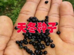 天冬種子是什么？今年天冬種子價(jià)格如何圖3