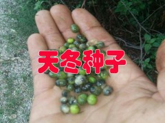 天冬種子是什么？今年天冬種子價(jià)格如何圖2