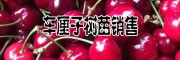 網(wǎng)上買車厘子樹苗多少一株