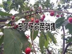車?yán)遄铀N植技術(shù)資料和注意事項圖2