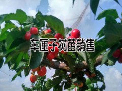 車?yán)遄铀N植技術(shù)資料和注意事項圖3