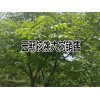 規格直徑8-15公分核桃大樹銷售信息_云南農業公司