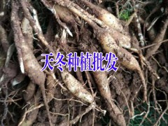 永勝原產地大天冬基地天冬價格是多少?圖1