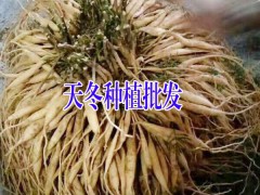 永勝原產地大天冬基地天冬價格是多少?圖3