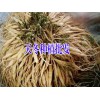 天冬種植戶銷售優(yōu)質種子(苗)