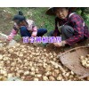 大理核桃哪家的好%農戶自產自銷核桃價格（批發）