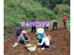 云南百合批發市場地址種植戶#百合種植示范合作社圖3