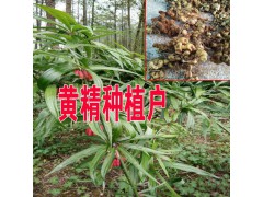 產地草果信息#云南草果種植基地#云南草果哪里多圖3
