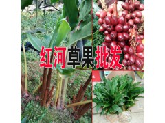 草果小苗哪批發#云南草果小苗銷售批發圖2