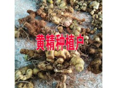 草果小苗哪批發#云南草果小苗銷售批發圖3