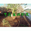 建水當歸哪家好_中藥材種植基地
