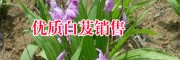 大理洱源哪里有白芨種植