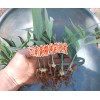 云南佳白芨種植時間 |曲靖會澤白芨塊莖集中肓苗技術