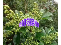 云南青花椒樹苗—云南青花椒苗多少一棵？13887058293圖2