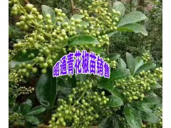 云南青花椒樹苗—云南青花椒苗多少一棵？13887058293圖3