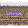 昆明附近紫丹參、巒樹(shù)、海棠、油桃種植基地_昆明哪里有紫丹參