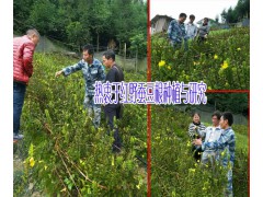 紅河屏邊優質核桃苗供應商圖3
