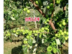 產地臺灣大青棗|臺灣大青棗種植基地087164155848圖3