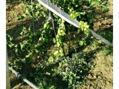 產地臺灣大青棗|臺灣大青棗種植基地087164155848圖2