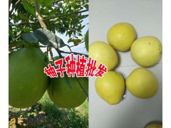 柚子今日均價+產區云南柚子哪里多圖1