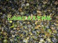 天冬新鮮上市，行情穩定。麗江大天冬種苗銷售