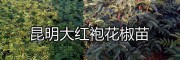 昆明周邊大紅袍花椒苗，實生山櫻桃苗