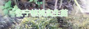 昆明周邊核桃苗銷售？安寧毛桃苗|核桃苗山櫻桃苗批發