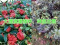 優質白芨苗，保障白芨種植存活率