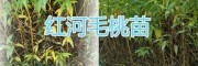 曲靖周邊毛桃苗批發(fā)，價格從優(yōu)