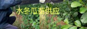 水冬瓜苗公司供應(yīng)+大批冬桃苗、20萬(wàn)水冬瓜樹(shù)苗